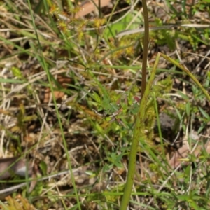 Prasophyllum appendiculatum at suppressed - suppressed