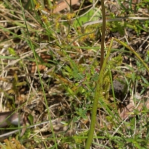 Prasophyllum appendiculatum at suppressed - 9 Nov 2021