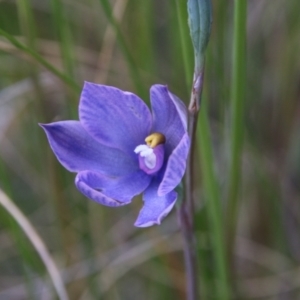 Thelymitra alpina at Hackett, ACT - suppressed