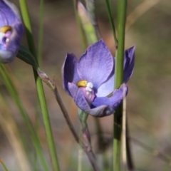 Thelymitra alpina at Hackett, ACT - 2 Nov 2021