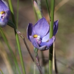 Thelymitra alpina at Hackett, ACT - suppressed