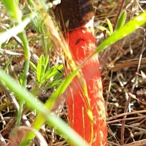 Phallus rubicundus at Forde, ACT - 9 Nov 2021 09:46 AM