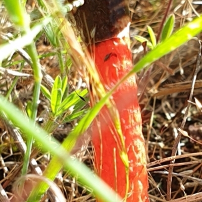 Phallus rubicundus (Phallus rubicundus) at Mulligans Flat - 8 Nov 2021 by gregbaines