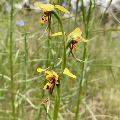 Diuris sulphurea (Tiger Orchid) at Hackett, ACT - 7 Nov 2021 by A.Graham