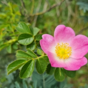 Rosa rubiginosa at Isaacs, ACT - 10 Nov 2021