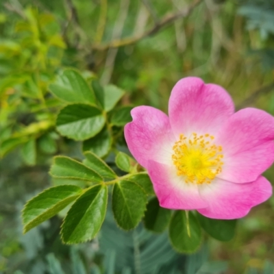 Rosa rubiginosa (Sweet Briar, Eglantine) at Isaacs, ACT - 10 Nov 2021 by Mike