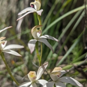 Caladenia moschata at Molonglo Valley, ACT - suppressed