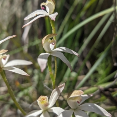 Caladenia moschata (Musky Caps) at Block 402 - 27 Oct 2021 by mainsprite