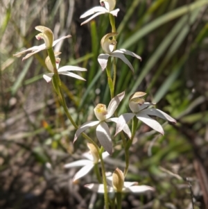 Caladenia moschata at Molonglo Valley, ACT - suppressed