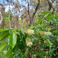 Prunus laurocerasus (Cherry Laurel) at Isaacs, ACT - 10 Nov 2021 by Mike