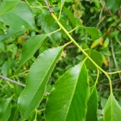 Prunus laurocerasus at Isaacs, ACT - 10 Nov 2021 02:47 PM