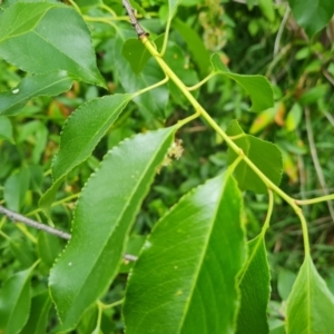 Prunus laurocerasus at Isaacs, ACT - 10 Nov 2021