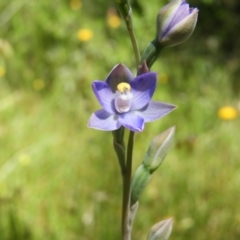 Thelymitra pauciflora (Slender Sun Orchid) at Mount Taylor - 9 Nov 2021 by MatthewFrawley