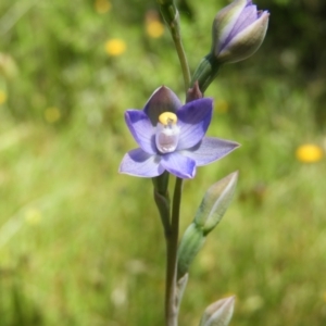 Thelymitra pauciflora at Kambah, ACT - suppressed