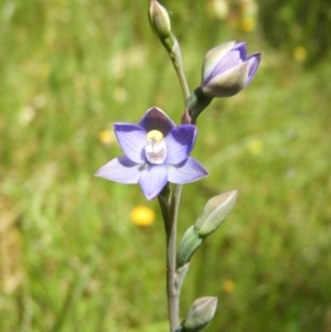 Thelymitra pauciflora at Kambah, ACT - suppressed