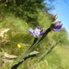 Thelymitra pauciflora at Kambah, ACT - suppressed