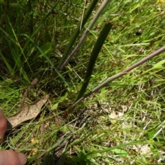 Thelymitra pauciflora at Kambah, ACT - suppressed