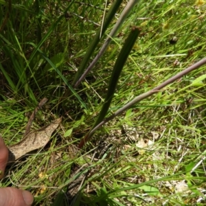 Thelymitra pauciflora at Kambah, ACT - suppressed