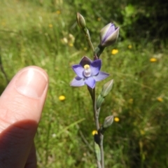 Thelymitra pauciflora at Kambah, ACT - suppressed