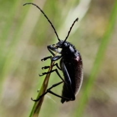 Homotrysis cisteloides at Molonglo Valley, ACT - 10 Nov 2021