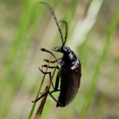 Homotrysis cisteloides at Molonglo Valley, ACT - 10 Nov 2021