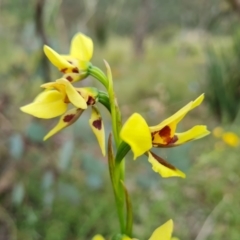 Diuris sulphurea (Tiger Orchid) at Wanniassa Hill - 10 Nov 2021 by Mike