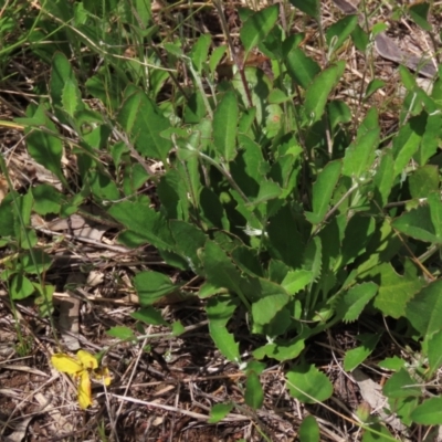 Goodenia hederacea subsp. hederacea (Ivy Goodenia, Forest Goodenia) at Hall Cemetery - 6 Nov 2021 by AndyRoo