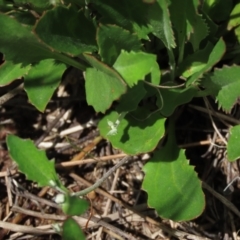 Goodenia hederacea subsp. hederacea at Hall, ACT - 6 Nov 2021