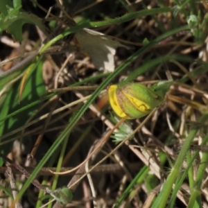 Goodenia hederacea subsp. hederacea at Hall, ACT - 6 Nov 2021