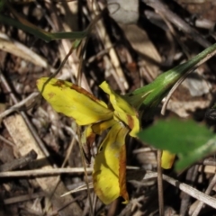 Goodenia hederacea subsp. hederacea at Hall, ACT - 6 Nov 2021 12:58 PM