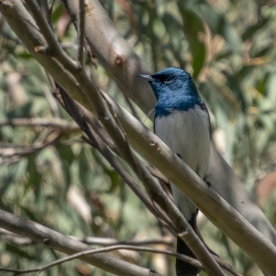 Myiagra cyanoleuca (Satin Flycatcher) at Paddys River, ACT - 18 Oct 2021 by trevsci