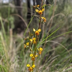 Diuris semilunulata (Late Leopard Orchid) at Stromlo, ACT - 27 Sep 2021 by mainsprite