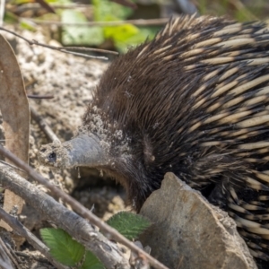 Tachyglossus aculeatus at Paddys River, ACT - 18 Oct 2021