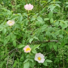 Rosa canina (Dog Rose) at Isaacs Ridge and Nearby - 10 Nov 2021 by Mike