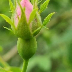 Rosa canina at Isaacs, ACT - 10 Nov 2021