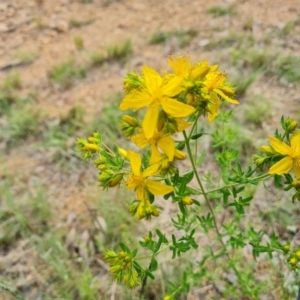 Hypericum perforatum at Isaacs, ACT - 10 Nov 2021 04:14 PM