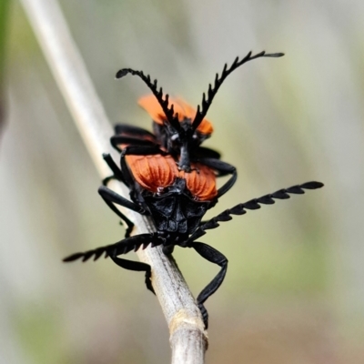 Porrostoma rhipidium (Long-nosed Lycid (Net-winged) beetle) at Molonglo Valley, ACT - 10 Nov 2021 by RobG1