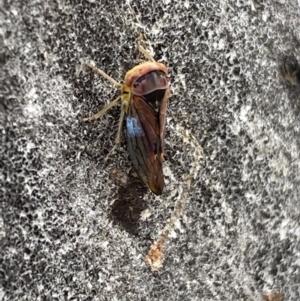 Brunotartessus fulvus at Garran, ACT - 10 Nov 2021 03:50 PM