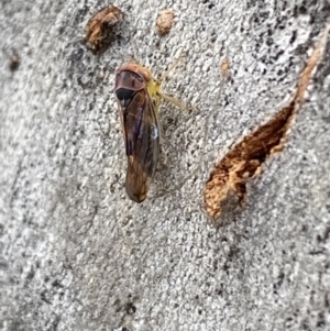 Brunotartessus fulvus at Garran, ACT - 10 Nov 2021 03:50 PM