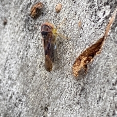 Brunotartessus fulvus at Garran, ACT - 10 Nov 2021