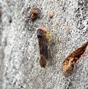 Brunotartessus fulvus at Garran, ACT - 10 Nov 2021 03:50 PM