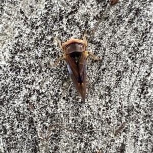 Brunotartessus fulvus at Garran, ACT - 10 Nov 2021 03:50 PM