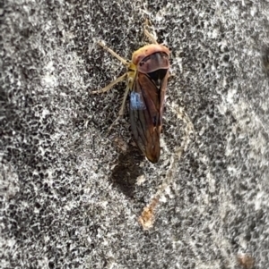 Brunotartessus fulvus at Garran, ACT - 10 Nov 2021 03:50 PM