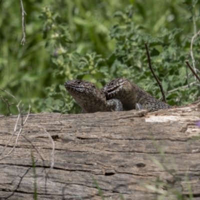 Egernia cunninghami (Cunningham's Skink) at Pialligo, ACT - 31 Oct 2021 by trevsci