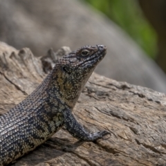 Egernia cunninghami at Pialligo, ACT - 1 Nov 2021 10:38 AM