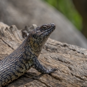 Egernia cunninghami at Pialligo, ACT - 1 Nov 2021