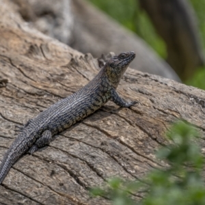 Egernia cunninghami at Pialligo, ACT - 1 Nov 2021