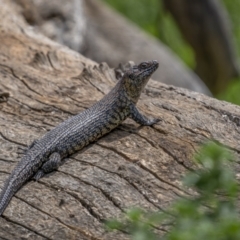 Egernia cunninghami at Pialligo, ACT - 1 Nov 2021