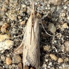 Faveria tritalis (Couchgrass Webworm) at Jerrabomberra, NSW - 10 Nov 2021 by SteveBorkowskis