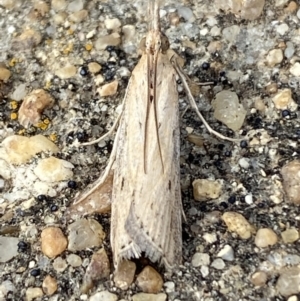 Faveria tritalis at Jerrabomberra, NSW - 10 Nov 2021